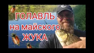 Голавль 2024 Начало сезона