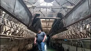 Реновация доильного зала GEA, замена на PANAzoo