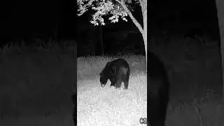 WOW HUGE black bear walks through #2024 #americanbear #new #nature #bearwatch #wow #huge #trailcam