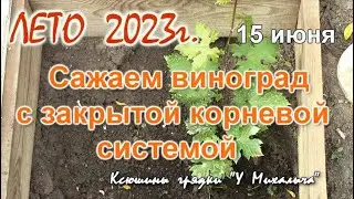 ЛЕТО. Сажаем виноград продолжение.