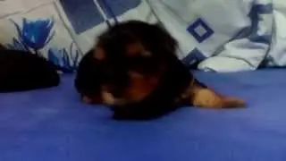 Yorkshire terrier