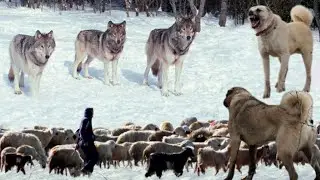 THE SHEPHERD'S DIFFICULT STRUGGLE AGAINST WOLVES IN SUMMER AND WINTER!! HD DOCUMENTARY