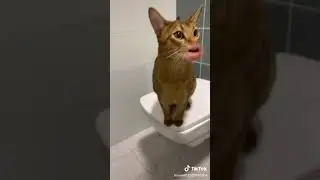 Кот рот