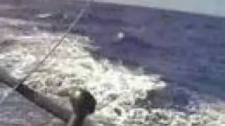 Newport Bermuda Music Montage