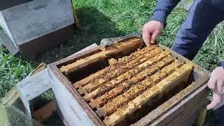 Бакфаст250 семей.Без дымаря,маски!!!Корма,расплод