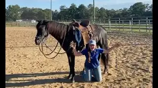 Academy Student Contest - Crow - Paso Fino Colt (FOR SALE) | The Horse Guru - Michael Gascon