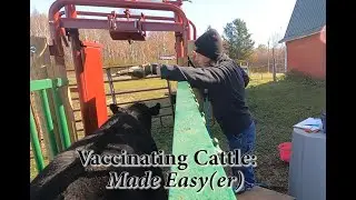 Vaccinating Cattle Made Easy