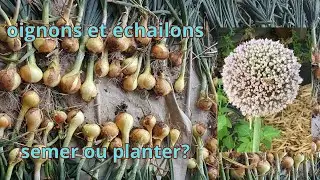 Oignons et échalions semer ou planter?