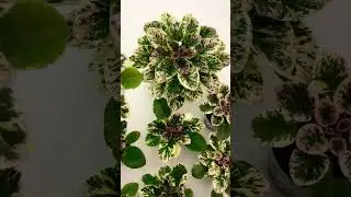 Мои фиалки. Красавчик Grog #продажацветов #фиалкипочтой #фиалки