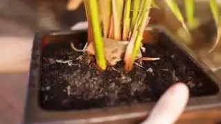 Pot Plant Transfer - Bring Back the Palm from the Brink of Doom!