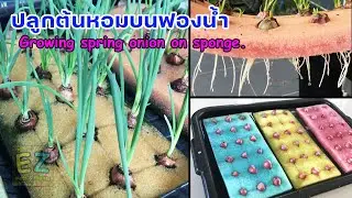 ปลูกต้นหอมบนฟ้องน้ำ Growing spring onion on sprong.