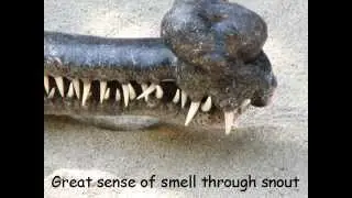 Indian Gharial - Endangered Species