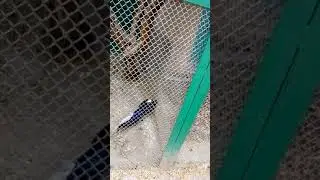 Поездка в Зоопарк г. Николаев. 2019. 
Фазаны и Фламинго.