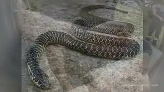 🚒👨‍🚒🧰🐍 Recupero Rettile