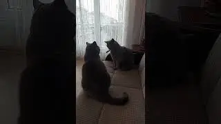 MESSİ VE BICIRIK 🐈 KAVGA DEĞİL 🐈 OYUN