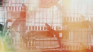 koleksi #kelinci #kelincilucu #kelincikreatif #shorts #peternaksukses #video #viralshorts