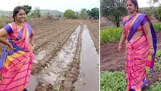 my farm growing cauliflower on my farm aaj se start hua hamare khet me new vegetables ka lagana😍