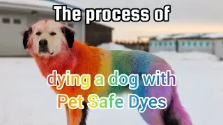 How I dye my dog! // Pet safe dyes were used