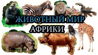 Животный мир Африки. Как говорят животные? Слушаем звуки. Развивающие мультики.