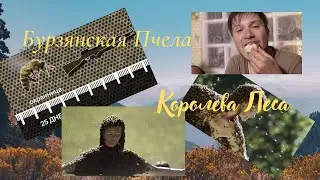 Бурзянская пчела.Королева леса.Пасека в лесу.Легендарная пчела.