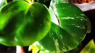 My 1st plant swap w/ Pammy’s Planty things