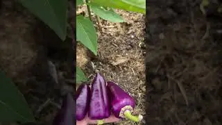 Первый урожай перца 🌶️👩‍🌾