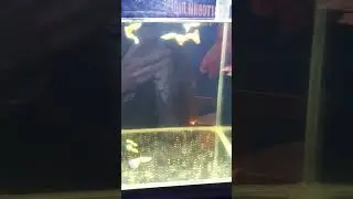 Гуппі
