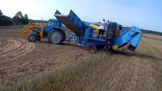 Potato harvesting. Digging potatoes with the Anna Z644 potato harvester