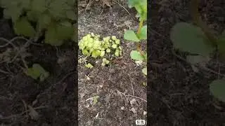 Про мяту, немножко про ёжика,а кот помогал в озвучке 😼🤗.