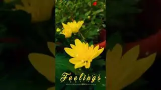 Thamburu kulirchoodiyo Whatsapp Status Video