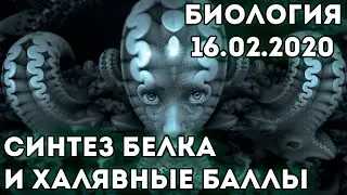 Биология: синтез белка и халявные баллы