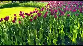 Фестиваль тюльпанов24.05.22