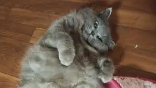 Котэ 🐱🐱🐱🐱🐱🐱😺😺😺