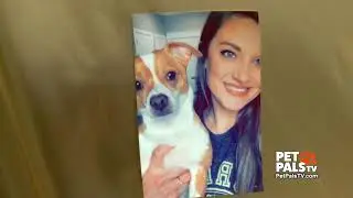 Priority 4 Paws At Purdue