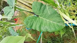 Actualización Acuaponia Muro'e'ceiba 2019