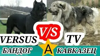 Американский бандог против кавказской овчарки.