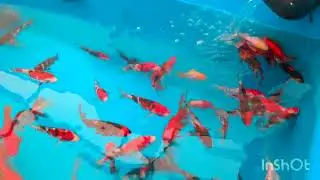 best koi show in England