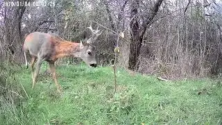 Істоти Бесарабії