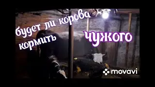 Два теленка под одну корову. ЭКСПЕРИМЕНТ.