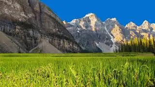 Green grass.
