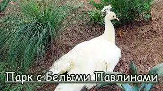 Красавец Белый Павлин 🦚 Дикие Павлины Австралии