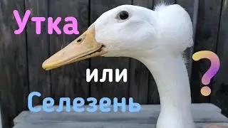 Определяем пол у утят индийского бегунка и руанской утки.