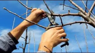 Обрезка веток у деревьев лето-осень