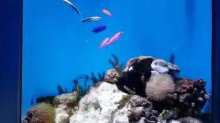 海