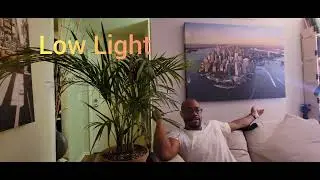 Bamboo Palm Care In 3 Easy Steps