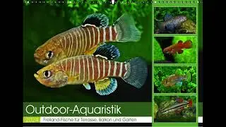 Outdoor-Aquaristik - Kalender2024