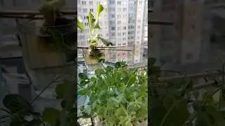 Микрозеленое 