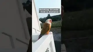 Watching friends from a distance #sweetbird #night #shortsbeta