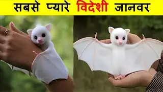 दुनिया के सबसे दुर्लभ सफेद जानवर | Most Beautiful White Animals In The World