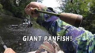 Kayak Fishing for Panfish Big Enough to PULL DRAG!
